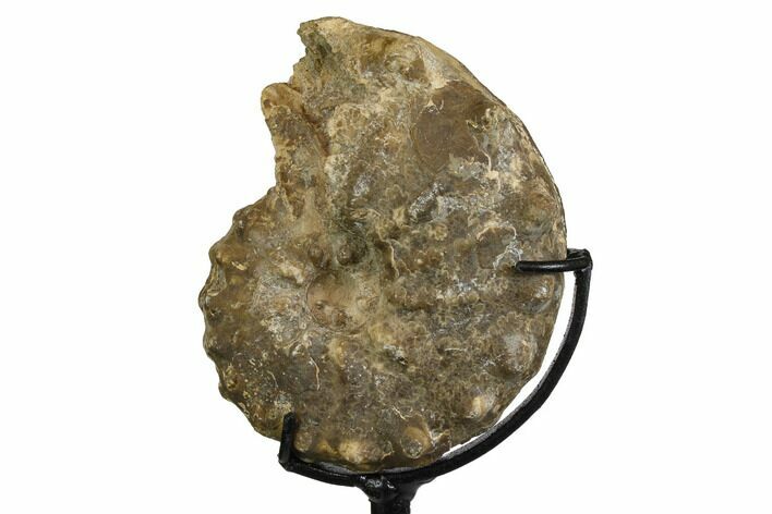 Cretaceous Ammonite (Mammites) Fossil with Metal Stand - Morocco #164231